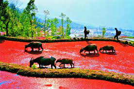 Bada Rice Terraces 